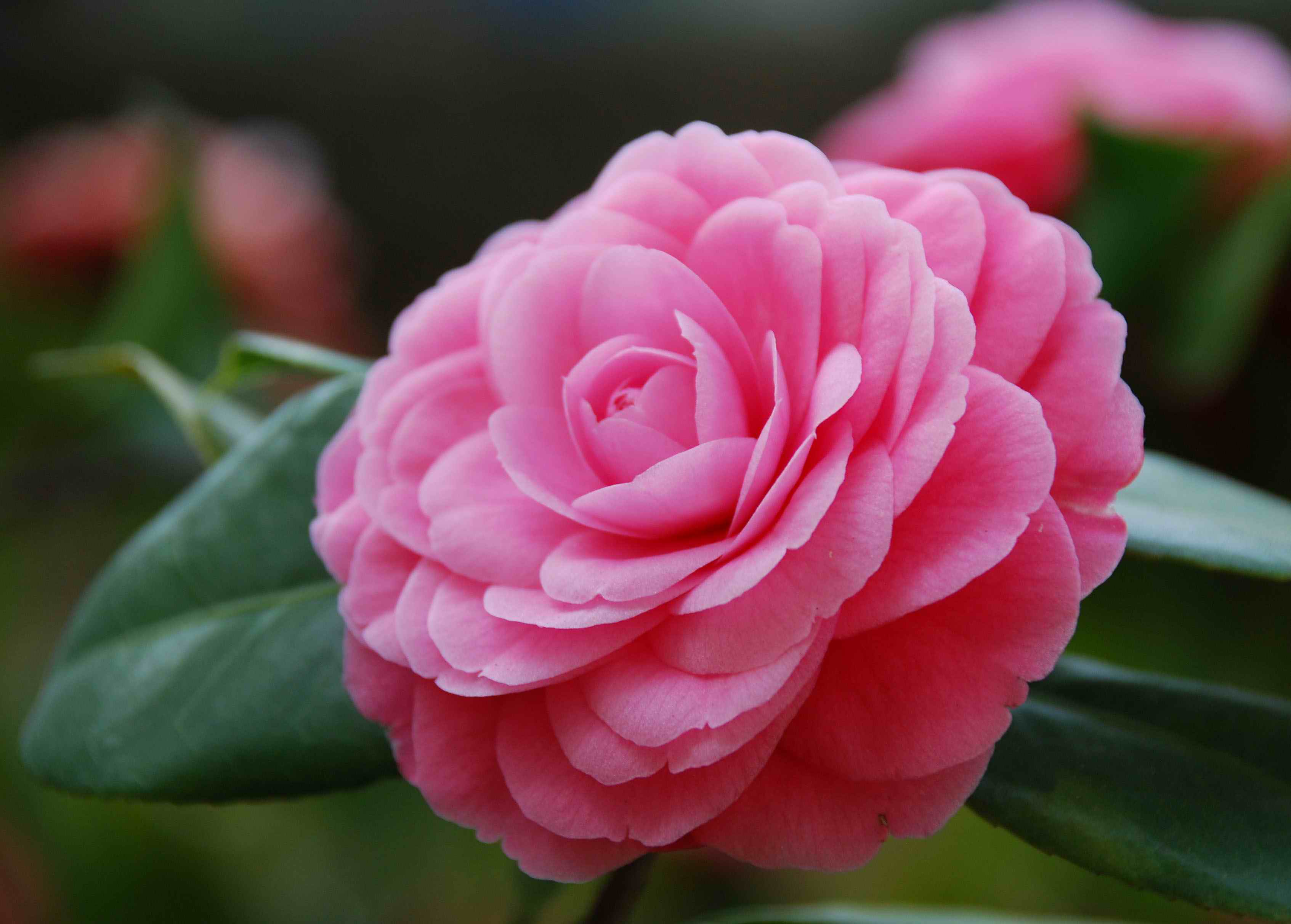 盛开的蔷薇花高清图片下载-正版图片500389559-摄图网